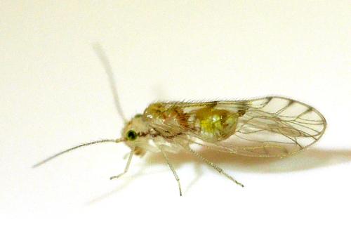 Ectopsocus sp.